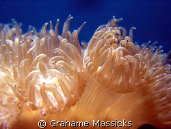 Found on the wreck in Saland Bay, Tioman Island.  Shot on... by Grahame Massicks 